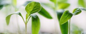 Green plants